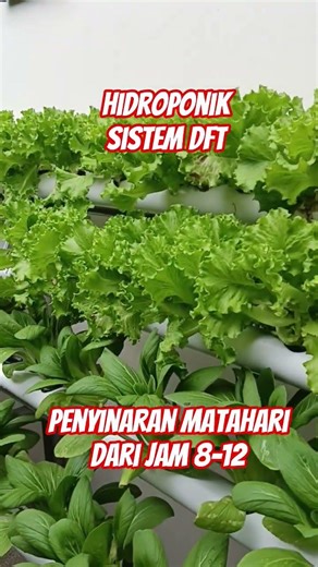 hydroponic dft system #plant cultivation #gardening #agriculture #farming #vegetables