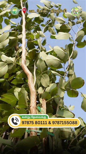 High income tree cultivation 🌲 #semmaram #tree #agriculture #farming #farmers