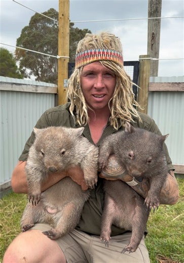 Adventures with Winker and Chilli: Wombat Life Update