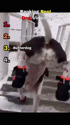 Ranking the BEST Dog Videos Ever 🐶😂 #shorts