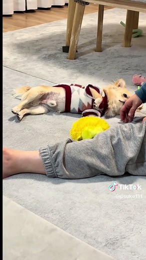 フランダースの犬の感動的な最終回