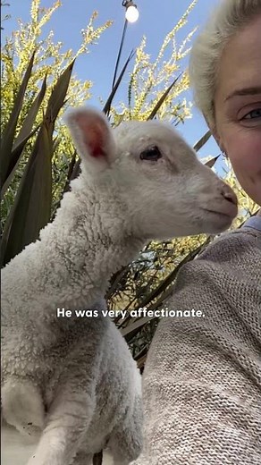 Lamb Grows Up Snuggling On The Sofa | The Dodo