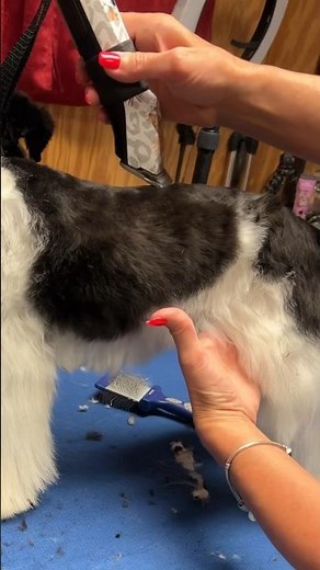 Choosing a dog clipper blade when setting pattern trims