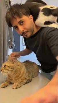 ماتوقعت 😂جربوه #قطط #هتضحك #cat #كوميديات #اكسبلور #ضحك