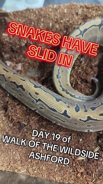 SNAKES ARE SLIDING IN! Discover Day 19 of Wildside