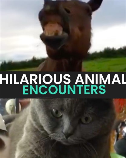 221K views · 4.8K reactions | Watch These HILARIOUS Animal Encounters   | Animal Antics | Facebook