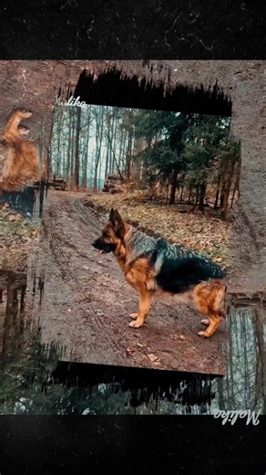 MALIKA Primo mio Grande❣️ 👉Mother our Top dog VA3 BSZS 25 Prisha Primo mio Grande Sg1 BSZS 24 Pari Primo mio Grande Sg19 BSZS 23 Vasur Primo mio Grande Sg11 BSZS 22 Tamal Primo mio Grande Sg10 BSZS 21 Sara Primo mio Grande pedigree: http://www.primomiogrande.eu/malika_en.html | Beata Wettlaufer