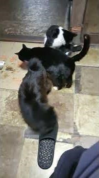 We hope you will understand this story of coexistence between cats and humans.