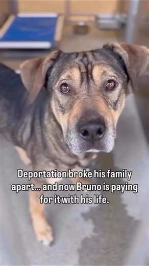 "Join the movement! Paws to help animals in need. Every bit counts! ❤️"links in bio