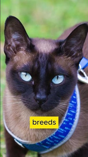 Amazing Facts About Tonkinese Cats You Need to Know!