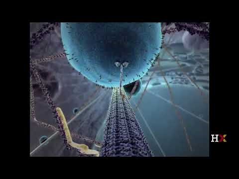 Cell Biology: Mitochondria | HarvardX on edX