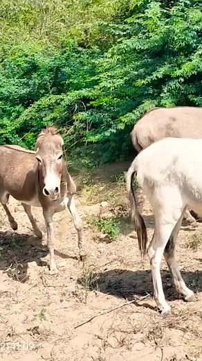 Many donkey cry sound donkey #donkeys #donkeykong #donkey #animals #bigdonkey #jungel #Donkey #Village #animal #animals #nature #pet #cute #wildlife #love #dog #pets #photography #cat #cats #naturephotography #instagram #photooftheday #dogs #animallovers #instagood #wildlifephotography #art #animalphotography #of #dogsofinstagram #petstagram #bird #catsofinstagram #puppy #birds #animalsofinstagram | Katdeal Animals