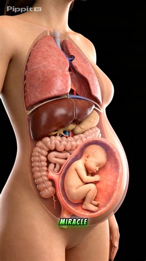 Fetal Development 3D || The Creator 's Miracle 🛌#Birth #animation# #pregnancy #baby#childbirth