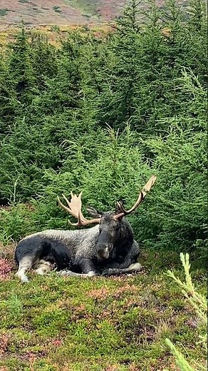 Alaska Bull Moose Chills | MooseMan Video Photography Calendar