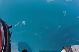 Čudne meduze preplavile more kod Kaprija i Žirja, stručnjakinja: ‘Pratimo pojavu, nisu to meduze!‘