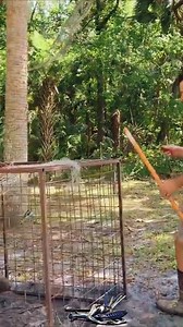 Javaporcos causaram estragos terríveis na fazenda e ainda escapam de volta pra mata! #javali #fazenda #interior #agro #sitio #roça #rural #javaporco #agronegocio | Feral Flicks