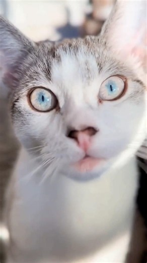 Why Does Your Cat Have 2 Eye Colors? 👁️ #goodtoknow #vet #medicine #educational #funfacts #lifehack