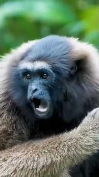 Scary Animals Sound #nature #animals #animalsounds #shorts