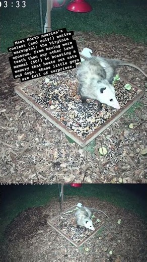 North America's Only Marsupial | Virginia Opossum #crittercam