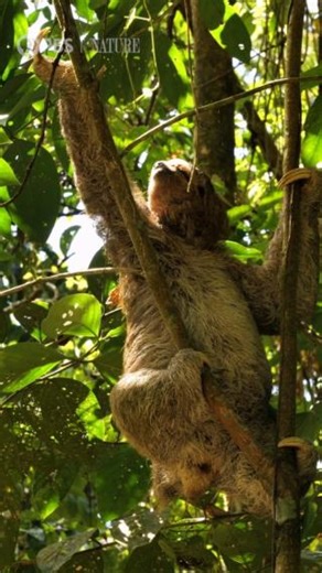 21K views · 502 reactions | Did you know? Sloths are the slowest mammals on Earth. On average, they only travel about 41 yards per day. | Nature | PBS | Facebook