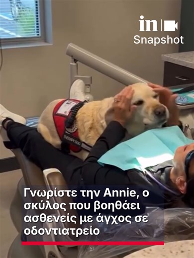 🐶Γνωρίστε την Annie, ο σκύλος που βοηθάει ασθενείς με άγχος σε οδοντιατρείο ❤Προσφέρει συναισθηματική στήριξη ξαπλώνοντας στην αγκαλιά τους 💯Η ήρεμη παρουσία της συμβάλλει στη μείωση της πίεσης 🎥pubity #ingr #insnapshot #news #annie #σκυλος #Βοηθεια #fy #fyp