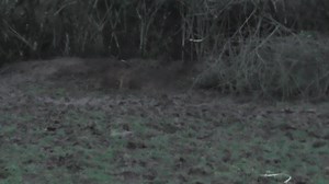 21K views · 602 reactions | TODAY - This is the moment a fox escaped...