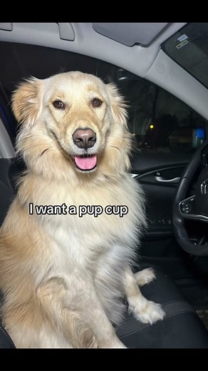 That’s the last time i let him drive😭😭🐶 #dog #trend #funny #geek #puppy