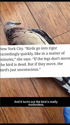 Emergency Bird Care: How to Help Injured Birds Basic First Aid #birdsafety #protectwildlife