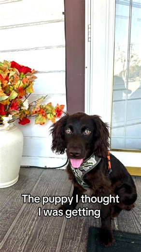 Boykin Spaniel Puppy Antics: Cute and Hilarious Moments