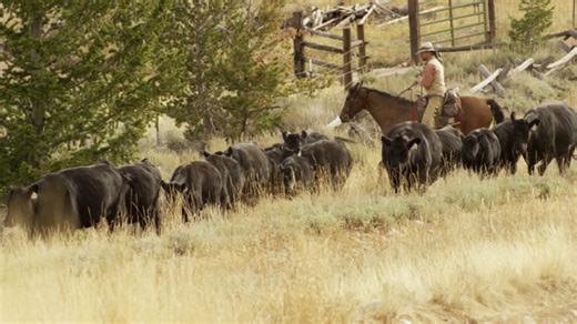 Wolf advocates, Colorado ranchers agree range riders critical to reducing livestock losses