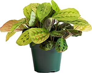 Urban Jungle Prayer Plant Maranta Red in 4-inch Grower Pot (Live Plant) (Urban Jungle Red Maranta Red)