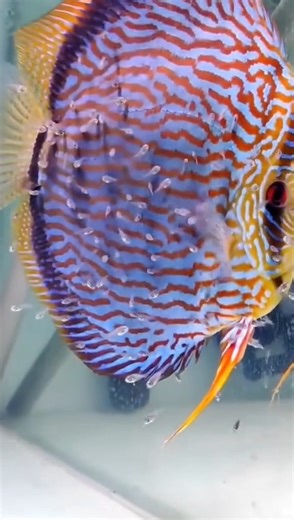 Discus 🥳 #hygger #hyggeraquarium #discus #aquariumtank | Hygger Aquarium