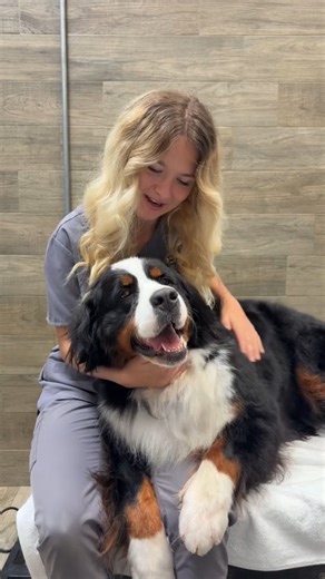 What type of grooming content would you like to see? Let us know!👇❤️🐶 #swissridgekennels #bernedoodles #bernedoodle #dogsofinstagram #doodlesofinstagram #swissridgedoodle #puppy #swissridge #puppiesofinstagram #bernesemountaindog #grooming #doggroominglife🐾✂️ #doodlegroomer #doodlegrooming #doodlecare #bernedoodlesofinstagram #groomingtips | SwissRidge Kennels
