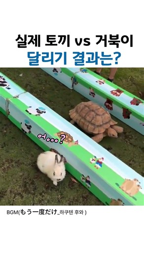[실험] 거북이가 진짜로 토끼를 이길 수 있을까? 거북이와 토끼가 실제로 달리기 경기를 하면 생기는 일