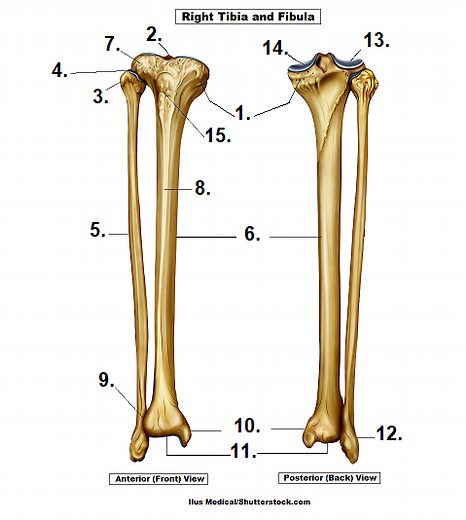 Tibia and Fibula Anatomy Quiz