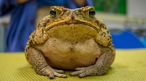 We call foul on the whole wart business. Toads aren't the purveyors of dermatological misery they're often made out to be! In honor of Reptile & Amphibian Awareness Day, learn more about the biggest toad of them all: the colossal Marine Toad (aka the Cane Toad). In this latest addition to our ongoing misunderstood animal education series, we'll show you that — sure — they're big and hungry, but they still have an important role to play! #NotSoCreepyCreatures | Tennessee Aquarium