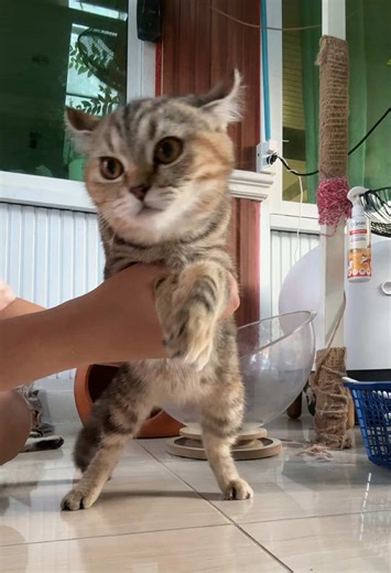 มาแล้วจ้ะ แก๊งฮา #ฮาโจ๋ #ฮาเล่ย์ #ฮาวี่ #fyp #แมวของฮา