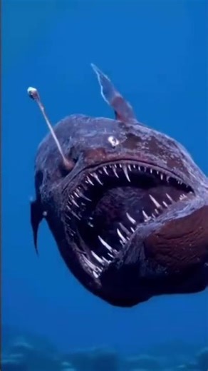 Why Do Some Animals Glow in the Dark?