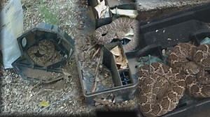 Snakes are outsmarting their prey by hiding in rat traps