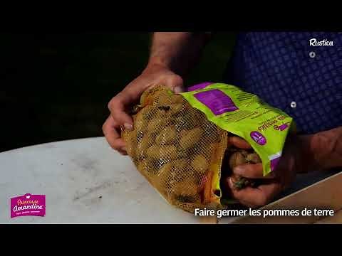 Comment faire germer les pommes de terre Princesse Amandine® ?
