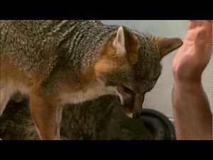 Cool Critters: Gray Fox - KQED QUEST