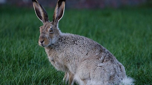 Jackrabbit breeding season