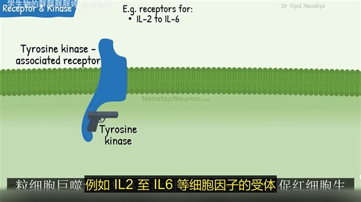 酪氨酸激酶相关受体-JAKSTAT通路