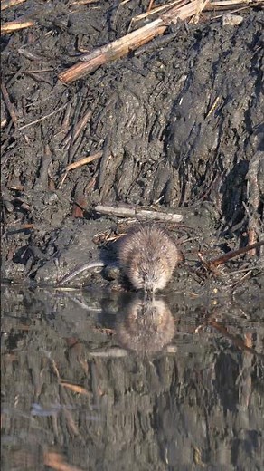 North American Muskrat is reflected in the water as it feeds at a northern USA Beaver lodge