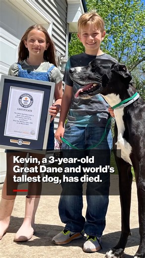 Kevin, who recently took the crown for the world’s tallest dog, has died. | New York Post Lifestyle