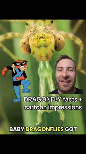 Dragonfly mouths are TERRIFYING...Ft. Brak impression