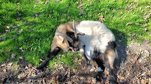 Tennessee Fainting Goat Smaller Goat Easy Stock Footage Video (100% Royalty-free) 1087220327 | Shutterstock