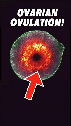 Ovulation of an ovarian follicle seen for the FIRST time! #womenshealth #science #obgyn #pregnancy