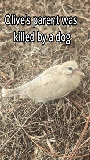 Olive the baby dove's story #babyanimals #babydove #dove #rescuedanimals #orphan