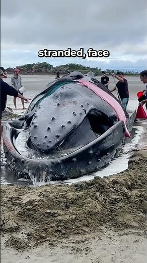 Beached Whales: The Struggle to Return to the Sea